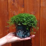 Rodinné šťastie (Soleirolia soleirolii) - výška 5-10 cm ⌀ 15-20 cm, kont. C1L